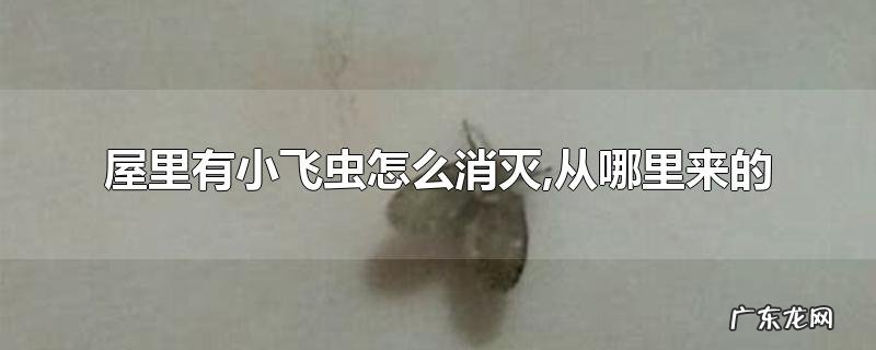 屋里有小飞虫怎么消灭,从哪里来的