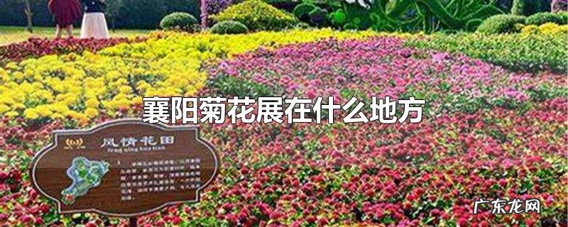 襄阳菊花展在什么地方