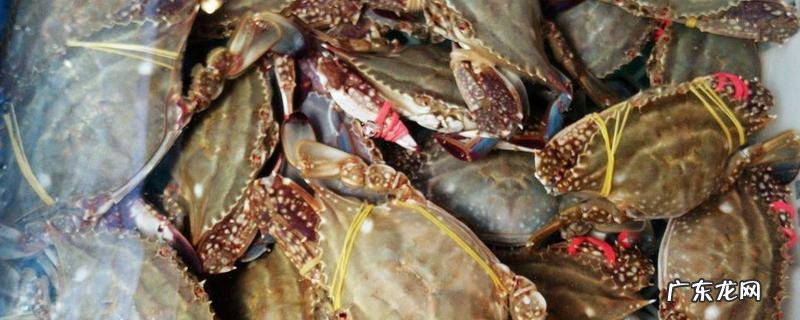 梭子蟹高效养殖技术，附养殖管理要点和注意事项