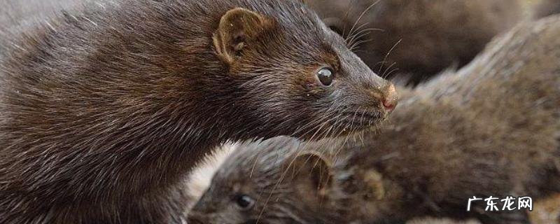 水貂的高效养殖技术,自然光周期的转变