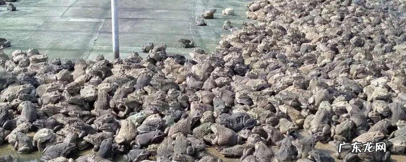 田鸡的高效人工养殖技术,种蛙的护理