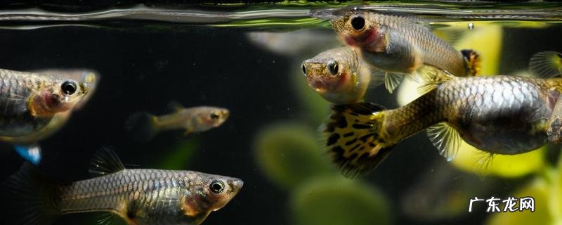 孔雀鱼该怎么饲养?附同品种雌雄混合