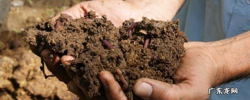牛粪养蚯蚓技术,牛粪养蚯蚓的优势