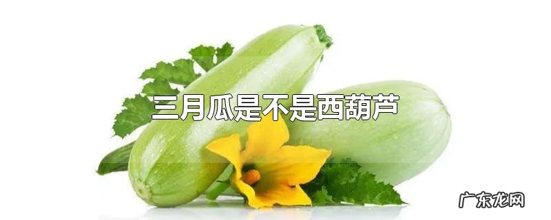 三月瓜是不是西葫芦