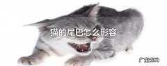 猫的尾巴怎么形容
