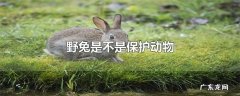 野兔是不是保护动物