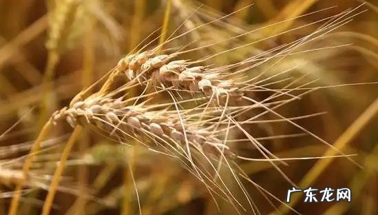 2022年农田补 2022年农田补贴是多少钱一亩