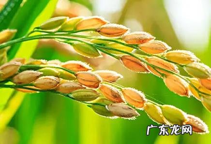 预测2022年粮 预测2022年粮食价格变动趋势