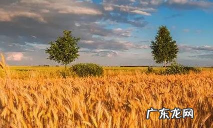 预测2022年粮 预测2022年粮食价格变动趋势