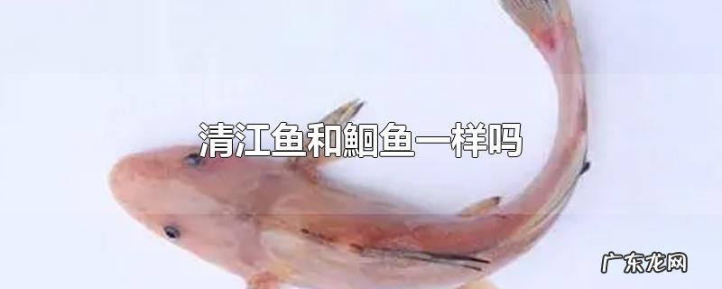 清江鱼和鮰鱼一样吗