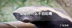 蜜獾为什么不怕蛇毒