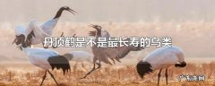 丹顶鹤是不是最长寿的鸟类