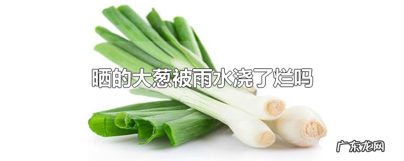 晒的大葱被雨水浇了烂吗