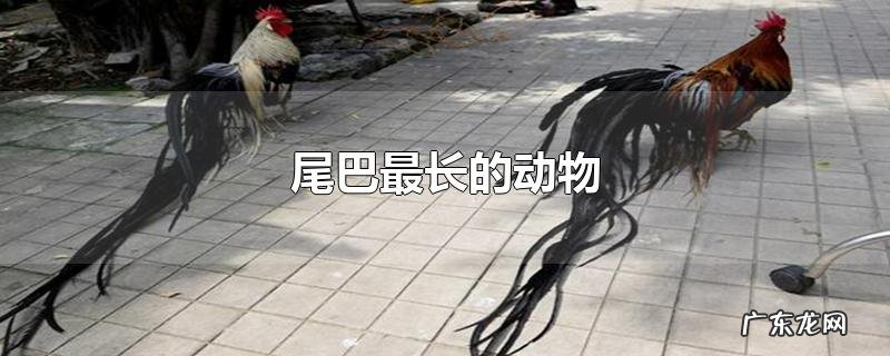 尾巴最长的动物