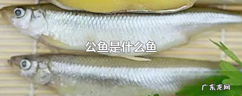 公鱼是什么鱼