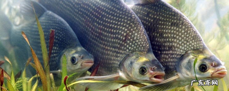 武昌鱼的养殖技术,附生活习性