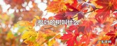 枫叶的树叫什么