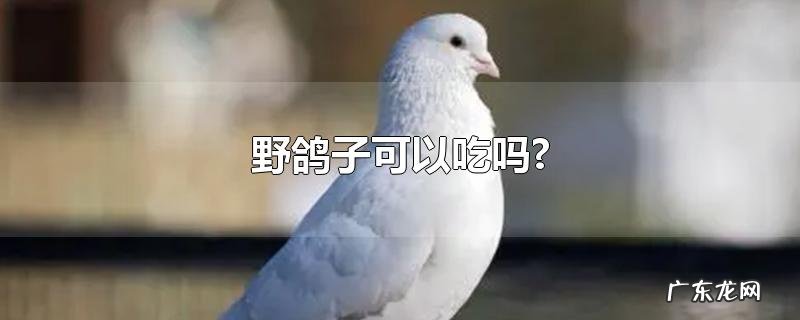 野鸽子可以吃吗?