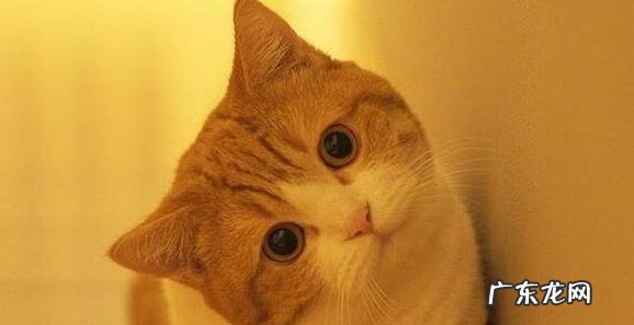 猫1定要做绝育的 猫一定要做绝育的原因是什么