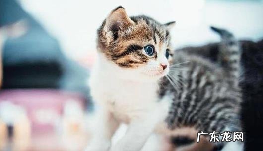 猫1定要做绝育的 猫一定要做绝育的原因是什么