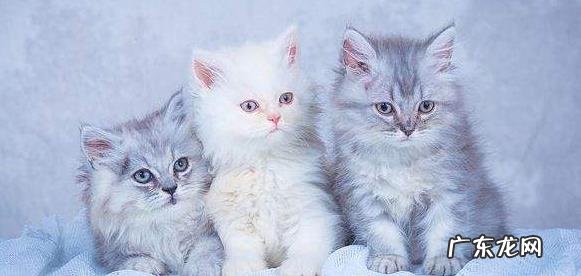 猫1定要做绝育的 猫一定要做绝育的原因是什么