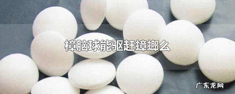 樟脑球能驱赶蟑螂么