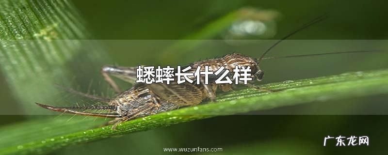 蟋蟀长什么样