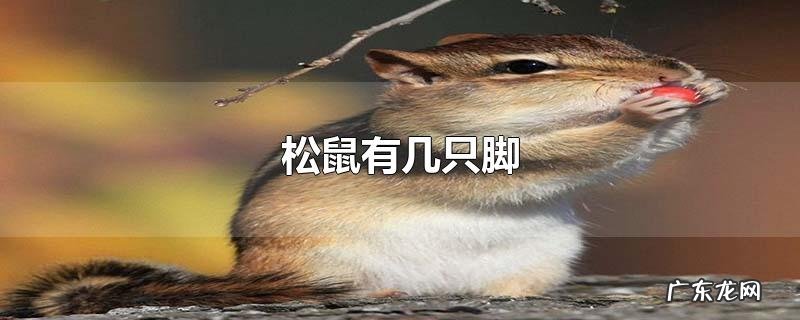 松鼠有几只脚