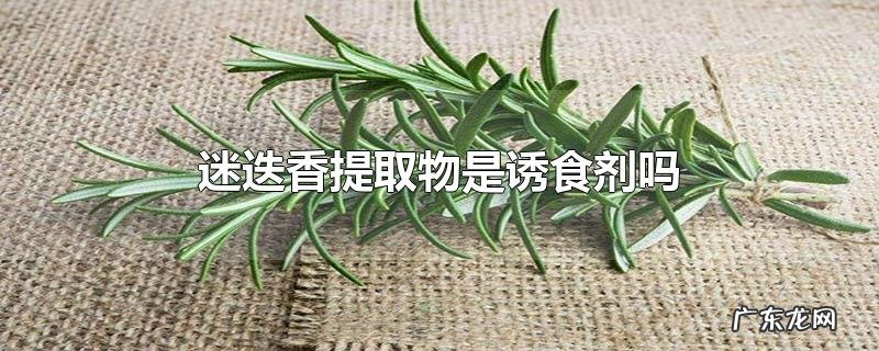 迷迭香提取物是诱食剂吗