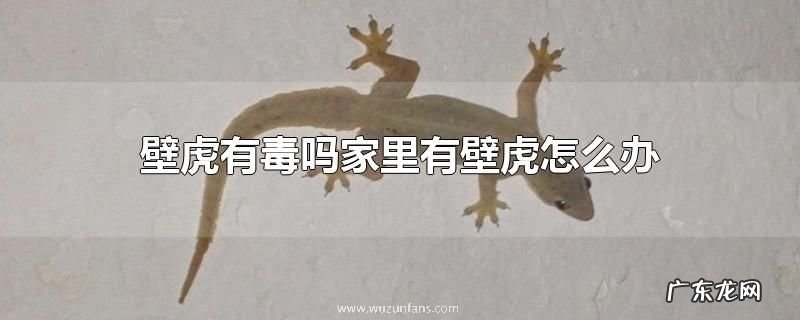 壁虎有毒吗家里有壁虎怎么办