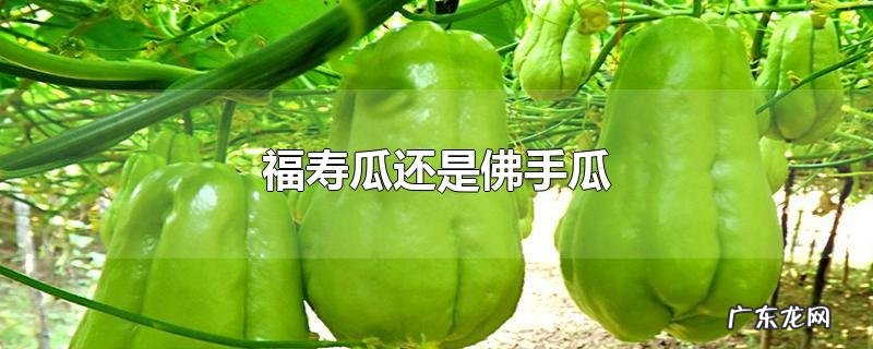 福寿瓜还是佛手瓜