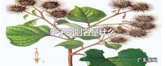 牛子的别名是什么