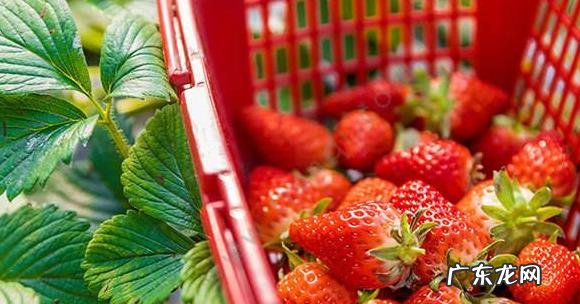 以色列农民种出全 以色列农民种出全球最重草莓