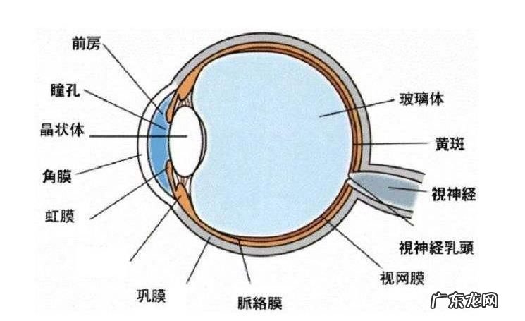 9岁女孩赶作业眼 9岁女孩赶作业眼睛突然看不清