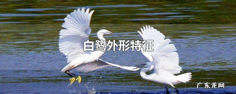白鹭外形特征