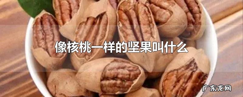 像核桃一样的坚果叫什么