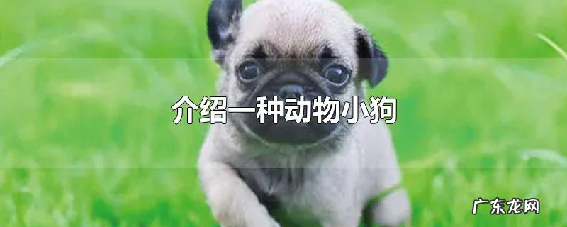 介绍一种动物小狗