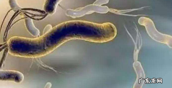 幽门螺旋杆菌感染 幽门螺旋杆菌感染会自愈吗