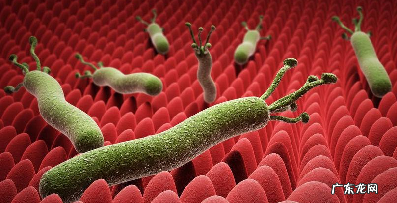 幽门螺旋杆菌感染 幽门螺旋杆菌感染会自愈吗