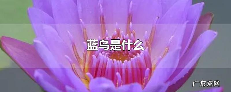 蓝鸟是什么
