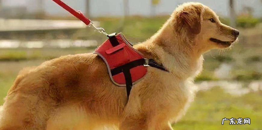 被狗咬头皮撕裂1 被狗咬头皮撕裂1岁女童妈妈发声