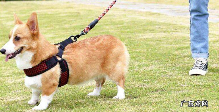 被狗咬头皮撕裂1 被狗咬头皮撕裂1岁女童妈妈发声