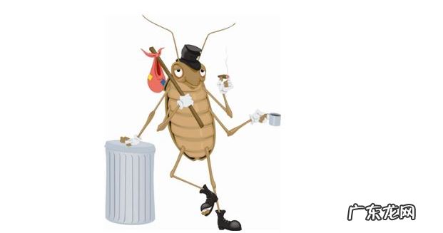 家里面的蟑螂是怎 家里面的蟑螂是怎么来的