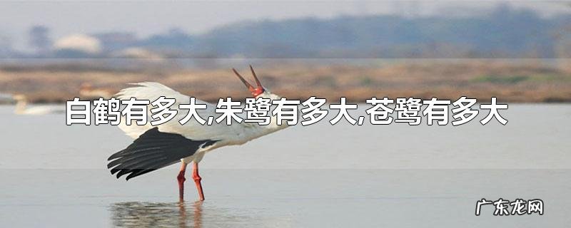 白鹤有多大,朱鹭有多大,苍鹭有多大