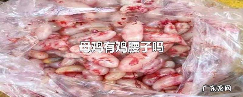 母鸡有鸡腰子吗