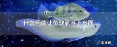 什么药能让鱼缺氧浮上水面