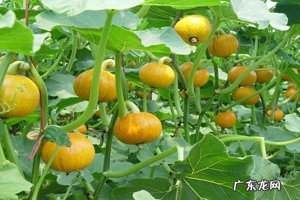 南瓜种植技术,南瓜种植对土壤要求不高