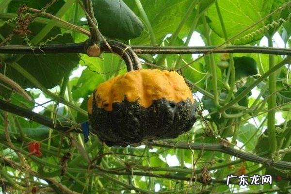 南瓜种植技术,南瓜种植对土壤要求不高