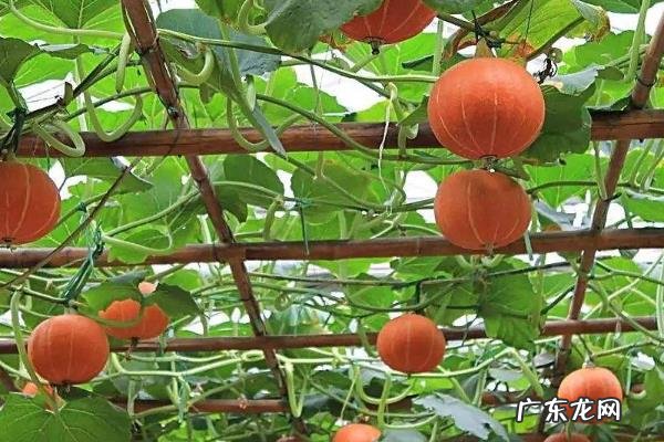 南瓜种植技术,南瓜种植对土壤要求不高