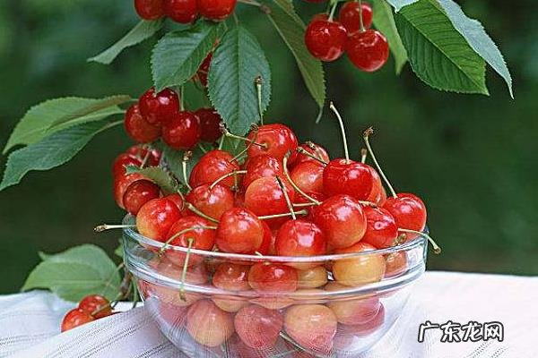 樱桃采摘完怎么管理，用什么肥料进行追肥